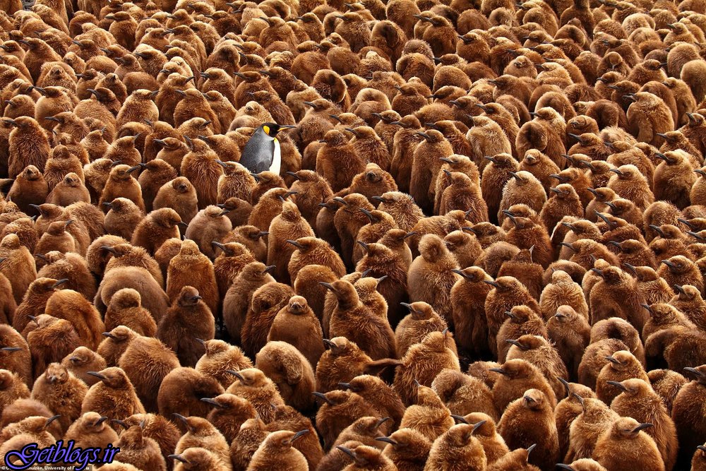 ، پادشاه پنگوئن&quot، برنده مسابقه عکاسی جامعه زیست‌شناسی بریتانیا, تصویر ، &quot
