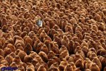 ، پادشاه پنگوئن&quot، برنده مسابقه عکاسی جامعه زیست‌شناسی بریتانیا, تصویر ، &quot